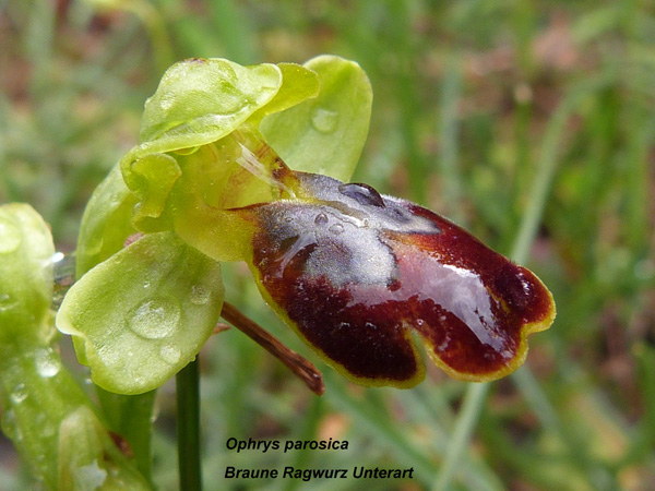 Ophrys parosica - Braune Ragwurz Unterart