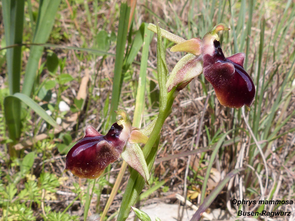 Ophrys mammosa - Busen-Ragwurz
