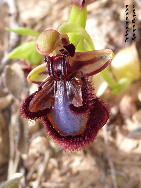 Ophrys speculum- Spiegel Ragwurz