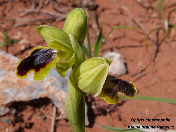 Ophrys cinereophila - Kleine braune Ragwurz