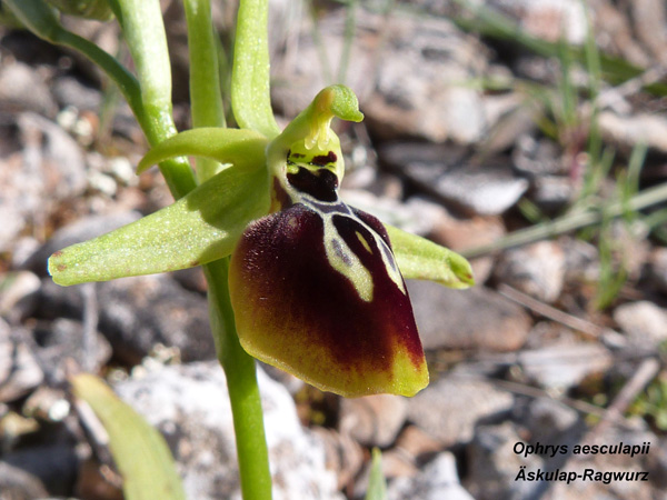 Ophrys aesculapii - Äskulap Ragwurz
