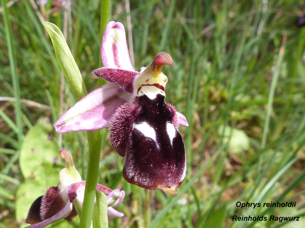 Ophrys reinholdi - Reinholds Ragwurz