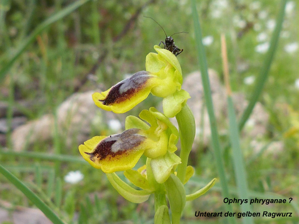 Ophrys phryganae - Unterart der gelben Ragwurz