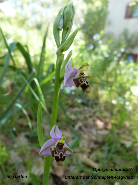 Ophrys Minutula ? - Unterart der Schnepfenragwurz
