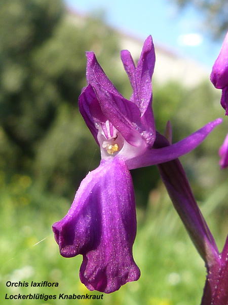 Orchis laxiflora - Lockerblütiges Knabenkraut
